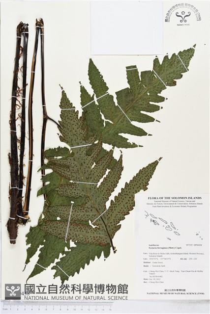 登錄號:BP00438藏品圖，第1張