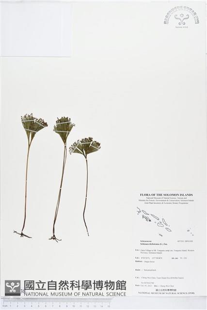 分枝莎草蕨藏品圖，第1張