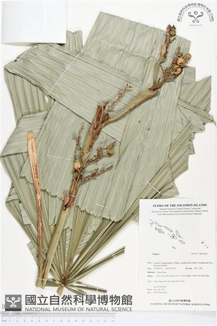 登錄號:BS01438藏品圖，第1張