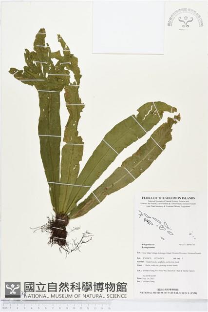 Accession Number:BP00738 Collection Image