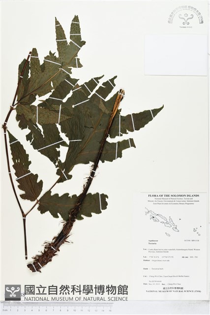 登錄號:BP01538藏品圖，第1張