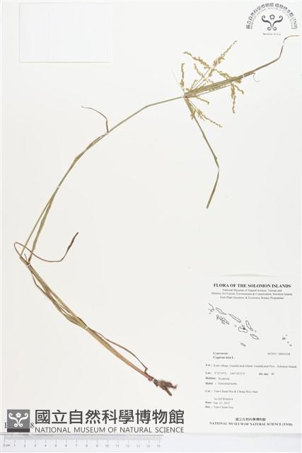 碎米莎草藏品圖，第1張