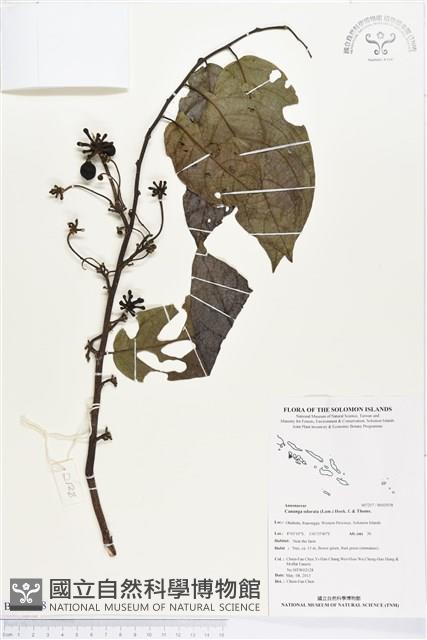 香水樹藏品圖，第1張