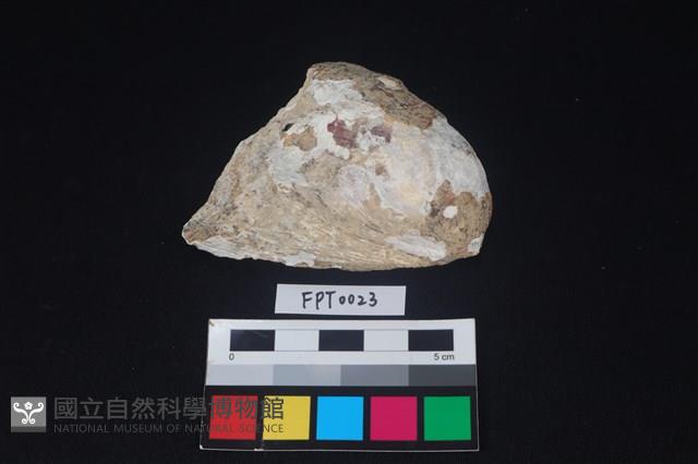 貝殼藏品圖，第1張