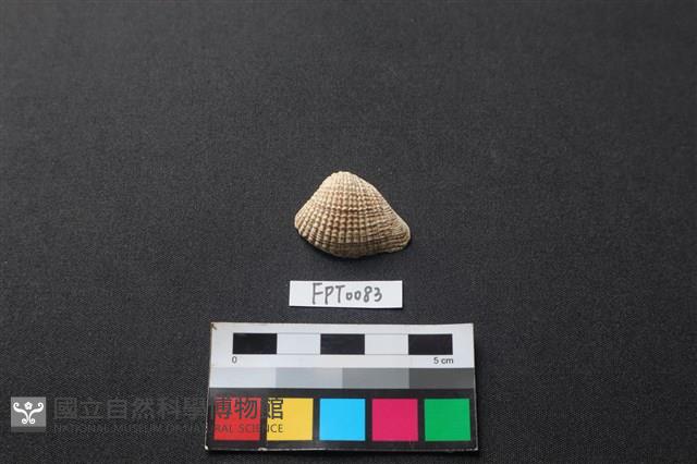 貝殼藏品圖，第1張