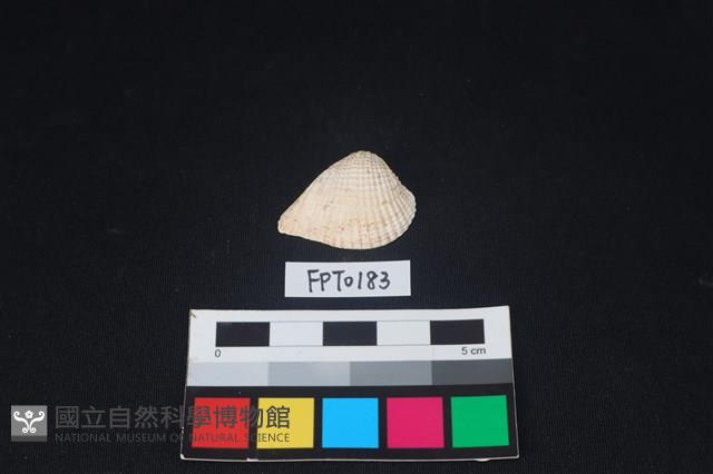 貝殼藏品圖，第1張