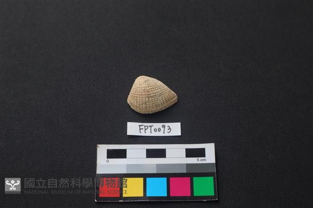 貝殼藏品圖，第1張