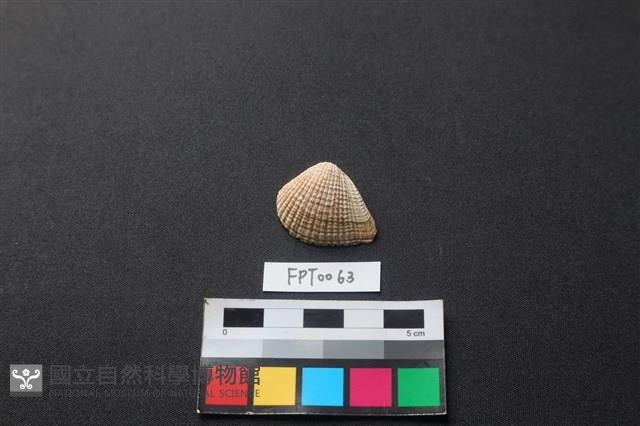 貝殼藏品圖，第1張
