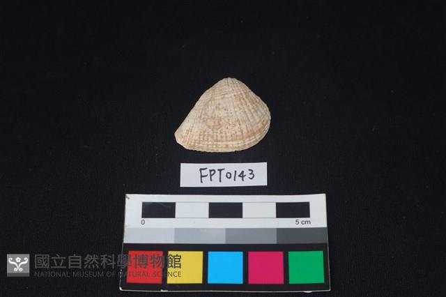 貝殼藏品圖，第1張
