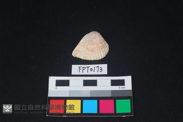 貝殼藏品圖，第1張
