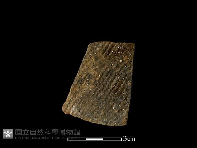 陶片藏品圖，第1張