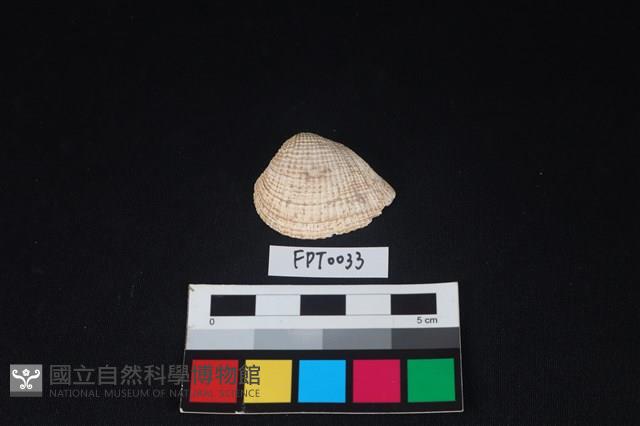 Accession Number:FPT0033 Collection Image, Figure 1, Total 2 Figures