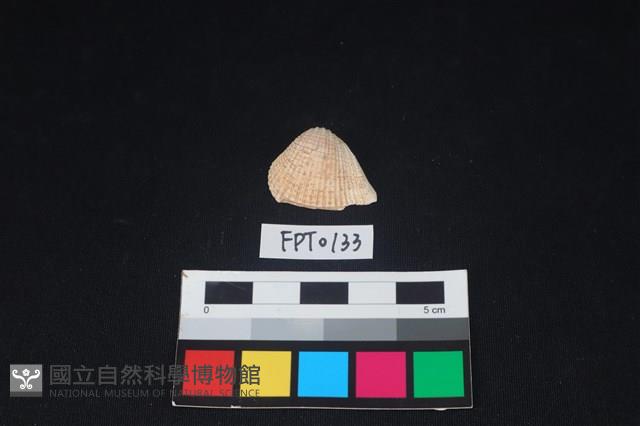 貝殼藏品圖，第1張