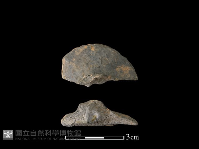 紡輪藏品圖，第1張