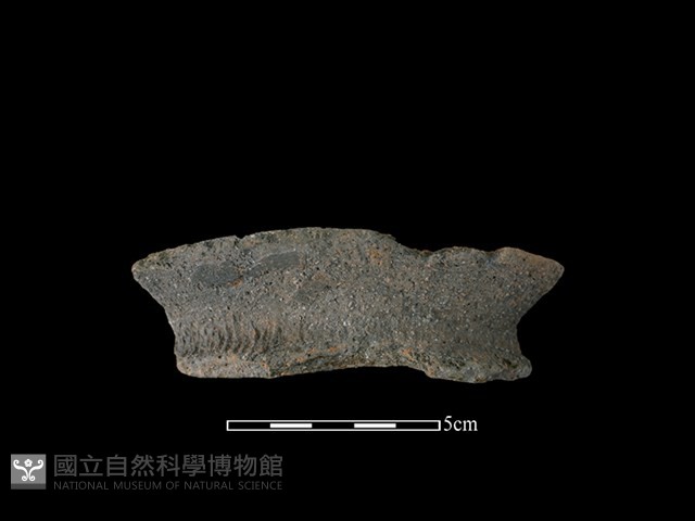 陶罐藏品圖，第1張