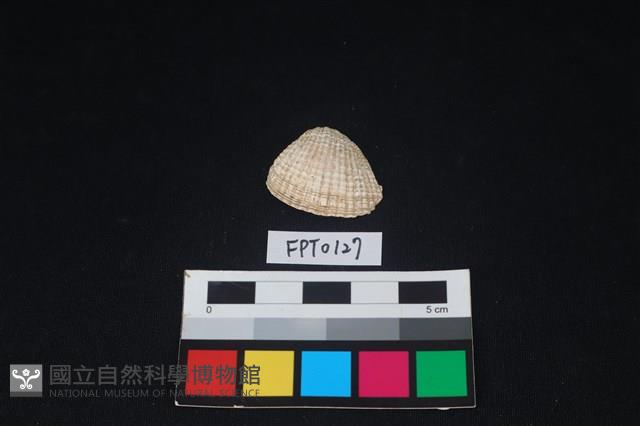 貝殼藏品圖，第1張