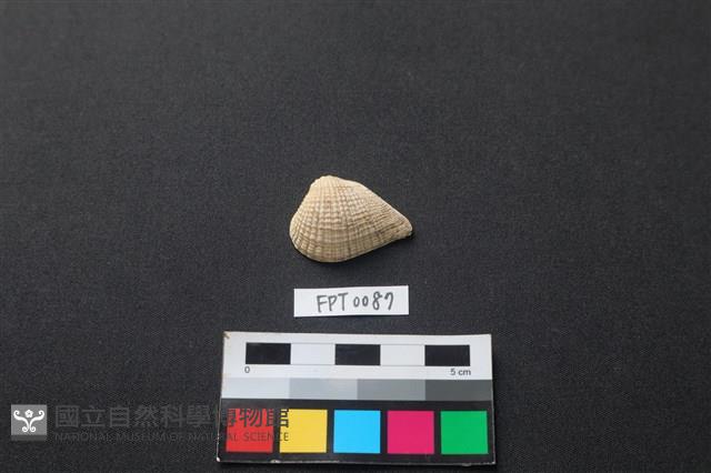 貝殼藏品圖，第1張