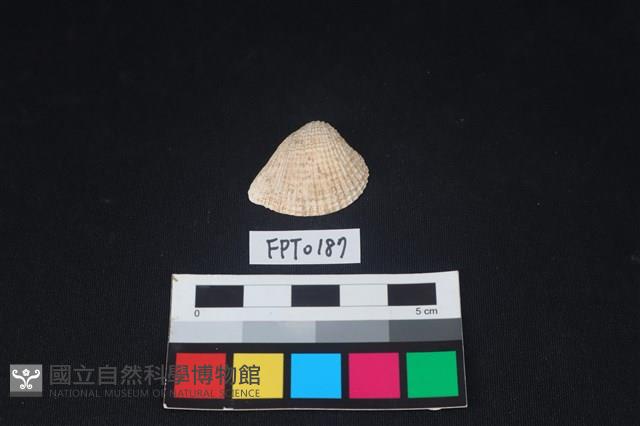 貝殼藏品圖，第1張