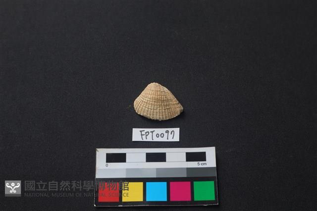 貝殼藏品圖，第1張