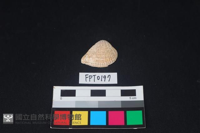 貝殼藏品圖，第1張