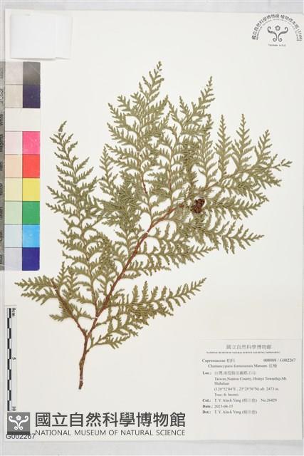 紅檜藏品圖，第1張