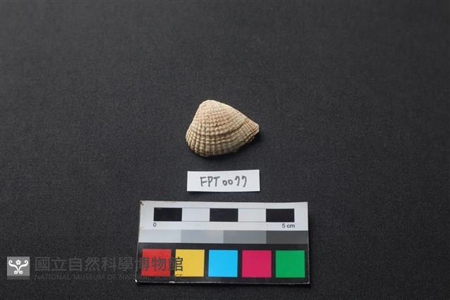 貝殼藏品圖，第1張