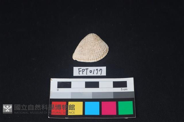 貝殼藏品圖，第1張