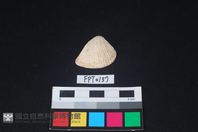 貝殼藏品圖，第1張