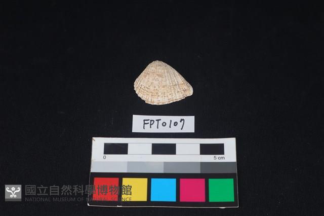貝殼藏品圖，第1張