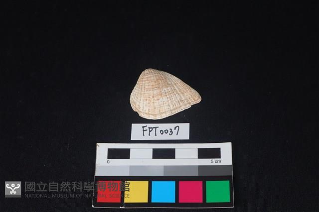 貝殼藏品圖，第1張