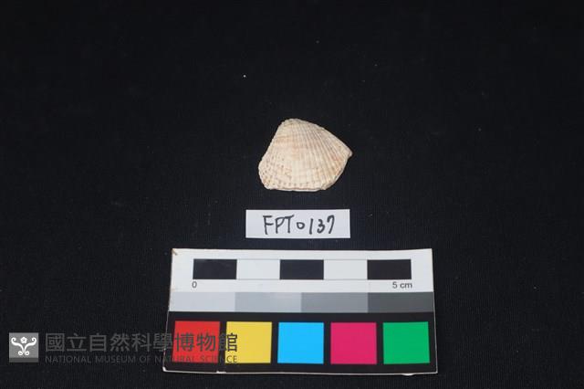 貝殼藏品圖，第1張