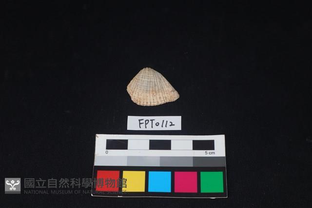 貝殼藏品圖，第1張