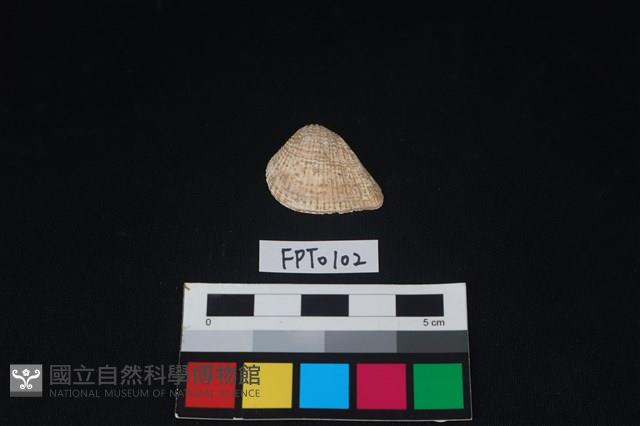 貝殼藏品圖，第1張