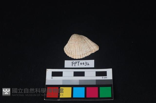 貝殼藏品圖，第1張