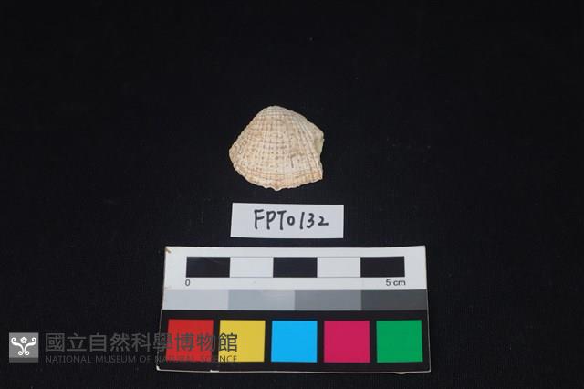 貝殼藏品圖，第1張