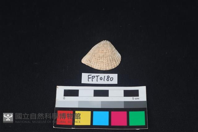 貝殼藏品圖，第1張