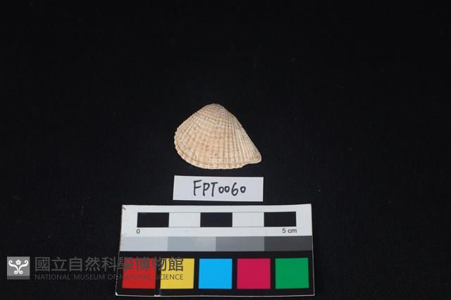 貝殼藏品圖，第1張