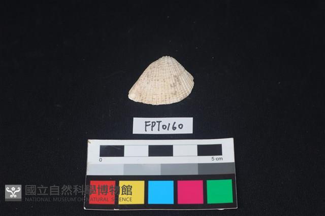 貝殼藏品圖，第1張