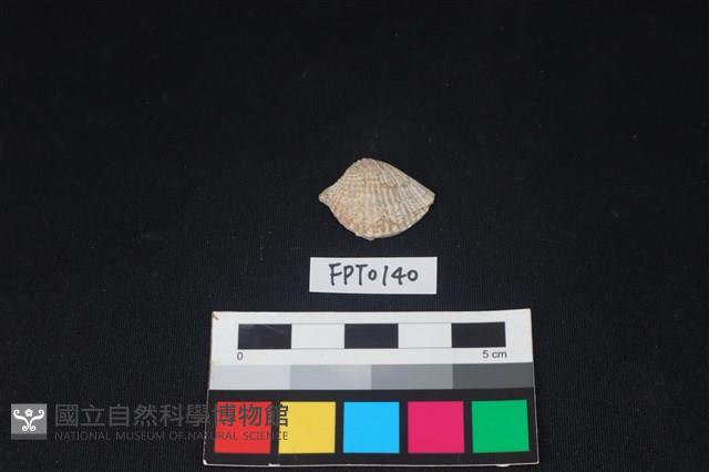 貝殼藏品圖，第1張