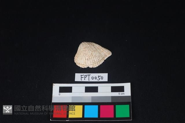 貝殼藏品圖，第1張