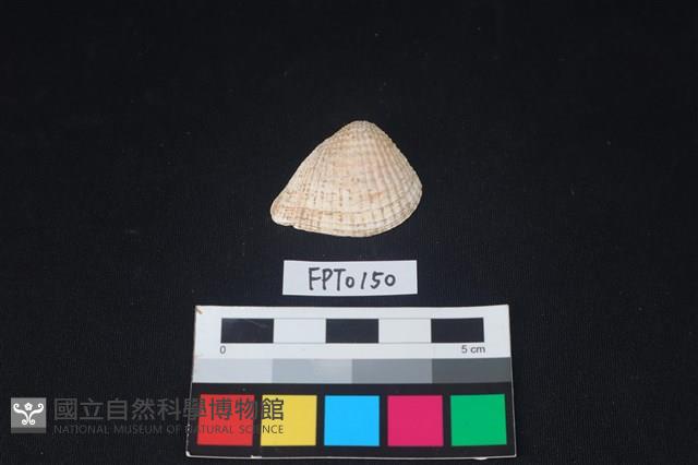 貝殼藏品圖，第1張