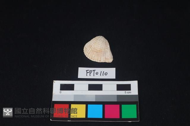 貝殼藏品圖，第1張