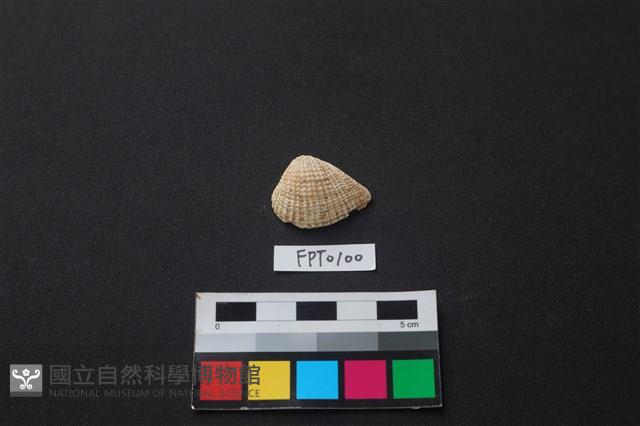 貝殼藏品圖，第1張