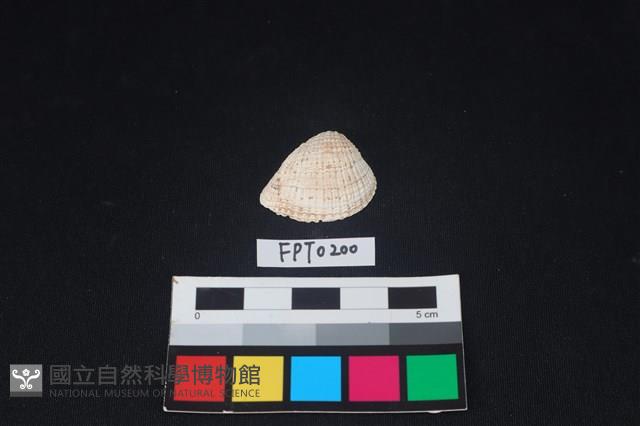 貝殼藏品圖，第1張