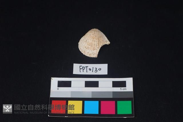 貝殼藏品圖，第1張