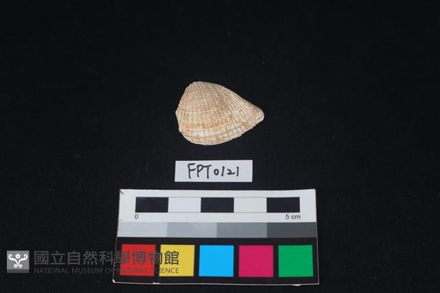 貝殼藏品圖，第1張