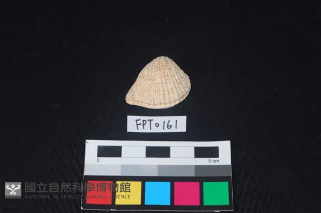 貝殼藏品圖，第1張