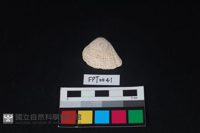 貝殼藏品圖，第1張