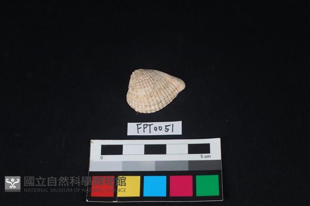 貝殼藏品圖，第1張