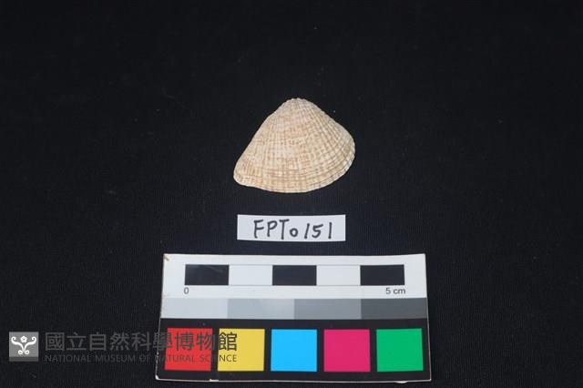 貝殼藏品圖，第1張